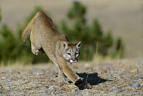 Mountain Lion (Puma concolor) running, Colorado