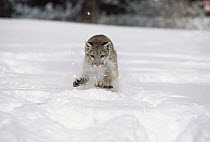 Mountain Lion (Puma concolor) running through snow, Colorado