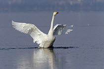 Whooper Swan (Cygnus cygnus) flapping wings, Lake Kussharo-ko, Hokkaido, Japan
