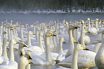 Whooper Swan (Cygnus cygnus) wintering flock, Lake Kussharo-ko, Hokkaido, Japan