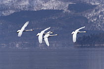 Whooper Swan (Cygnus cygnus) group flying over lake, Kussharo-ko, Hokkaido, Japan