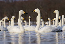 Whooper Swan (Cygnus cygnus) group wintering, Kussharo-ko, Hokkaido, Japan