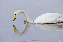 Whooper Swan (Cygnus cygnus) breaking ice, Lake Kussharo-ko, Hokkaido, Japan