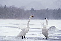 Whooper Swan (Cygnus cygnus) couple courting, Kussharo-ko, Hokkaido, Japan