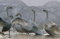 Whooper Swan (Cygnus cygnus) pair courting, Lake Kussharo-ko, Hokkaido, Japan
