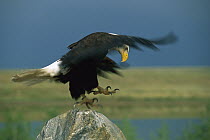 Bald Eagle (Haliaeetus leucocephalus) landing on rock, Game Farm, Colorado