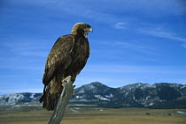 Golden Eagle (Aquila chrysaetos) perching on a branch, Game Farm, Colorado