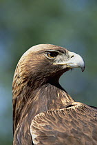 Golden Eagle (Aquila chrysaetos) portrait, Colorado Game Farm, Colorado