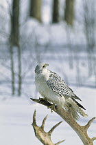Gyrfalcon (Falco rusticolus) female in white phase perching on an antler in the snow, North America