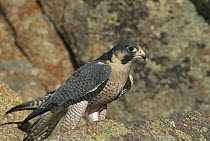 Peregrine Falcon (Falco peregrinus) perching on rocks, Colorado