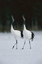 Red-crowned Crane (Grus japonensis) pair calling during courtship dance at their wintering grounds, Hokkaido, Japan