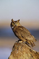 Great Horned Owl (Bubo virginianus) perching on rock in afternoon light, Colorado