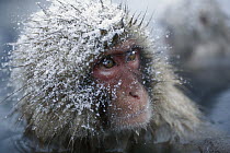 Japanese Macaque (Macaca fuscata) face, hot springs in Japanese Alps, endemic species