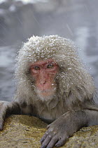Japanese Macaque (Macaca fuscata) soaking in hot springs during a snowstorm, Japanese Alps, Japan