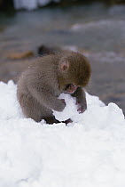 Japanese Macaque (Macaca fuscata) baby playing with snowball beside hot springs in Japanese Alps, Japan