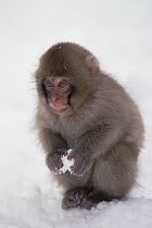 Japanese Macaque (Macaca fuscata) baby playing with snowball, Japanese Alps, Japan
