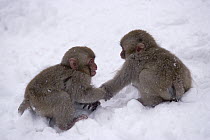 Japanese Macaque (Macaca fuscata) pair playing near hot springs in Japanese Alps, endemic to Japan
