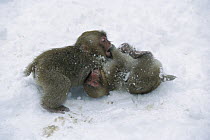 Japanese Macaque (Macaca fuscata) two babies playing together in the snow near hot springs, Japanese Alps, Japan
