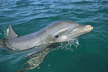 Bottlenose Dolphin (Tursiops truncatus) surfacing, Honduras