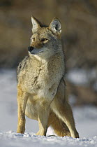 Coyote (Canis latrans) in winter, Alleens Park, Colorado