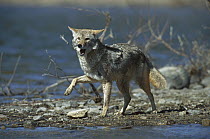 Coyote (Canis latrans) on lake shore near Alleens Park, Colorado