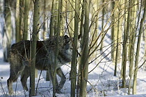 Timber Wolf (Canis lupus) walking through forest, Colorado
