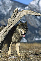 Timber Wolf (Canis lupus) portrait in winter