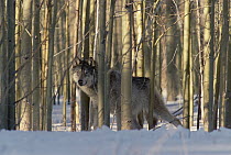 Timber Wolf (Canis lupus) camouflaged amid birch forest in winter, Colorado