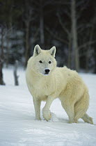 Timber Wolf (Canis lupus), native to North America and Eurasia