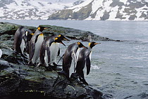 King Penguin (Aptenodytes patagonicus) group approaching shoreline, South Georgia Island