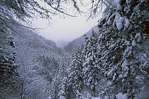Japanese Cedar (Cryptomeria japonica) snow-covered forest in Japanese Macaque Reserve, Hokkaido Island, Japan