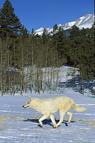 Timber Wolf (Canis lupus) running, native to North America and Eurasia