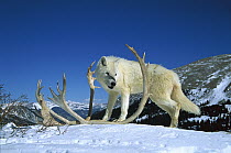 Timber Wolf (Canis lupus) with antler, native to North America and Eurasia