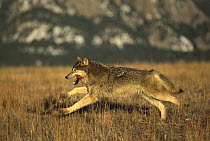 Timber Wolf (Canis lupus) running across dried grass in winter