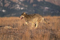 Timber Wolf (Canis lupus) running through dry grass, Colorado