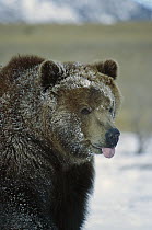 Grizzly Bear (Ursus arctos horribilis) sticking out its tongue, North America