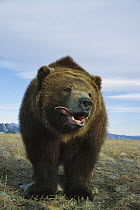 Grizzly Bear (Ursus arctos horribilis) sticking out its tongue, North America