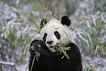 Giant Panda (Ailuropoda melanoleuca) eating bamboo, Wolong Valley, China