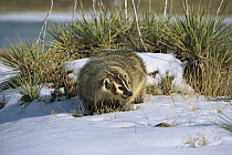 American Badger (Taxidea taxus) adult in snow, North America
