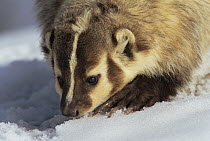 American Badger (Taxidea taxus) portrait in snow, Colorado