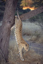 Leopard (Panthera pardus) leaping from tree, Etosha National Park, Namibia