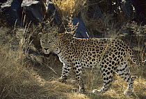 Leopard (Panthera pardus) moving through grass, Etosha National Park, Namibia