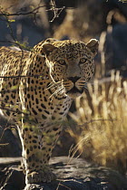 Leopard (Panthera pardus) portrait, Etosha National Park, Namibia