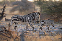 Hartmann's Mountain Zebra (Equus zebra hartmannae) parent and baby walking, Etosha National Park, Namibia