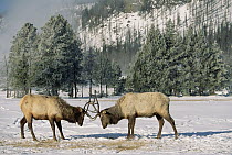Elk (Cervus elaphus) two males fighting, Yellowstone National Park, Wyoming