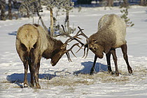 Elk (Cervus elaphus) bulls fighting in the snow, Yellowstone National Park, Wyoming