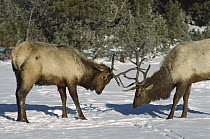 Elk (Cervus elaphus) bulls fighting, Yellowstone National Park, Wyoming