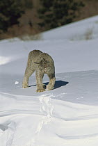 Canada Lynx (Lynx canadensis) adult walking on snow in winter, North America
