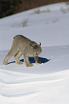 Canada Lynx (Lynx canadensis) in snow, North America