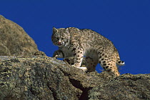Bobcat (Lynx rufus) climbing on boulders, North America